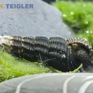 Goldfühler-Tylomelania, Tylomelania gemmifera Sale